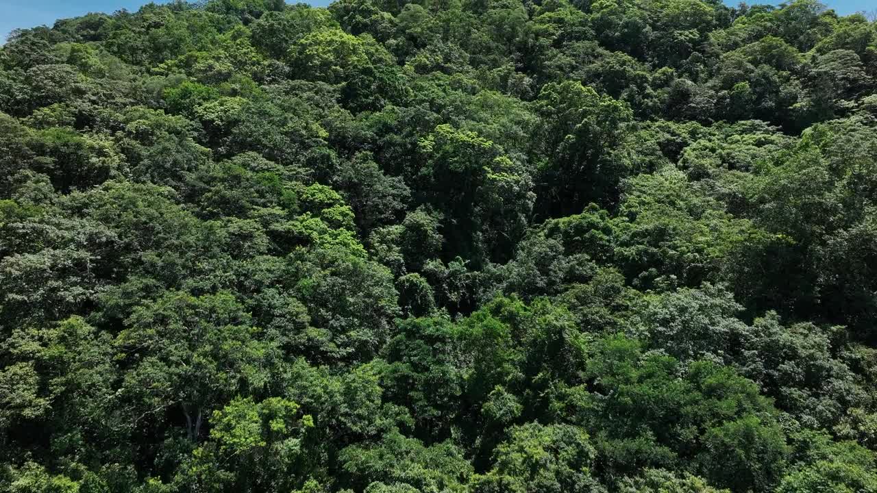 sobrevuelo aéreo densa y exuberante selva tropical con campos de indonesia en pendiente contra el cielo azul, taiwán