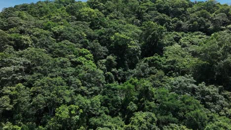 Sobrevuelo-Aéreo-Densa-Y-Exuberante-Selva-Tropical-Con-Campos-De-Indonesia-En-Pendiente-Contra-El-Cielo-Azul,-Taiwán