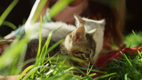 close-up view of three cute little cats on green grass in the park on a summer day