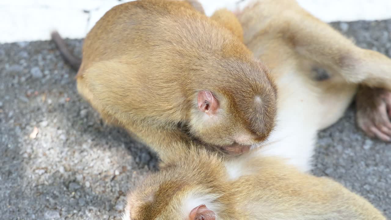 두 마리의 원이가 푸켓의 카오랑 뷰포인트에 있는 빛이 비치는 길에서 사회적인 상호작용과 자연스러운 행동을 보여주고 있다.