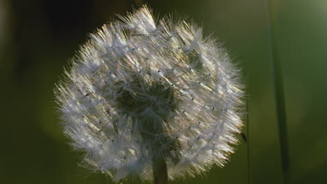 close-up of a dandelion seed head