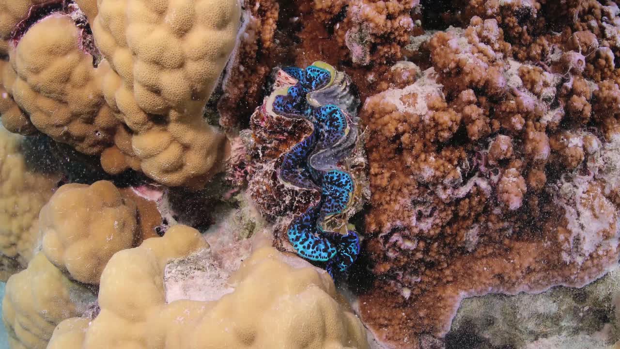 Underwater scuba diving with coral reef