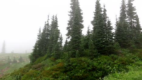 Schwenkschuss-Subalpine-Tanne-Auf-Der-Spitze-Des-Nebligen-Berges-Rainier