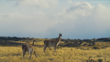 llama on the lookout while other llama is eating