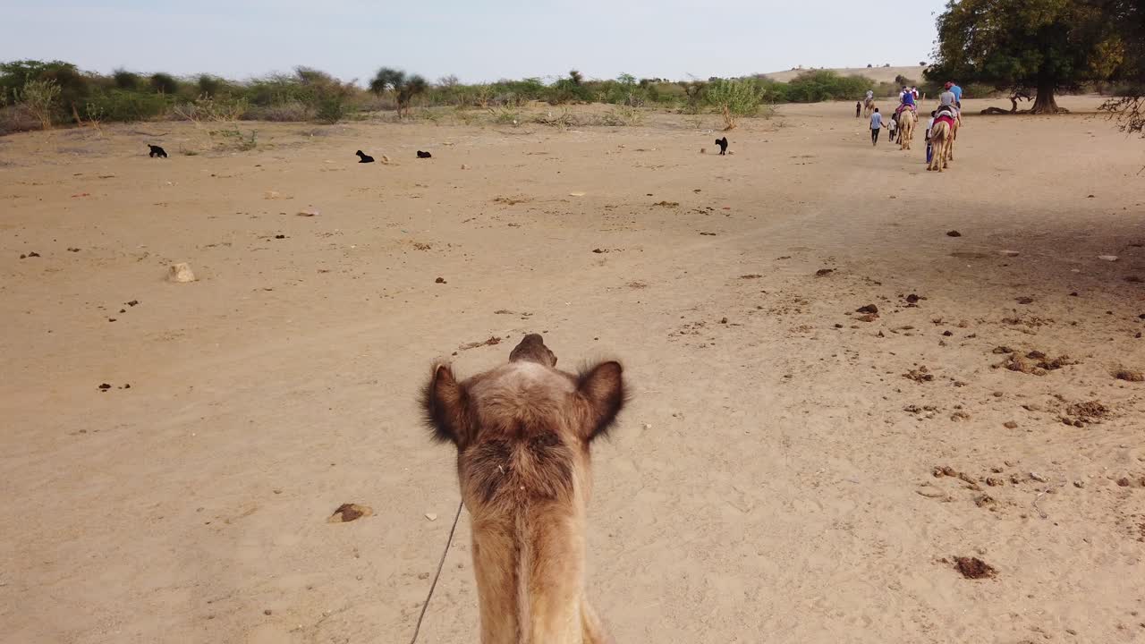 punto de vista de paseos en camello por el desierto de thar, jaisalmer, rajasthan, india