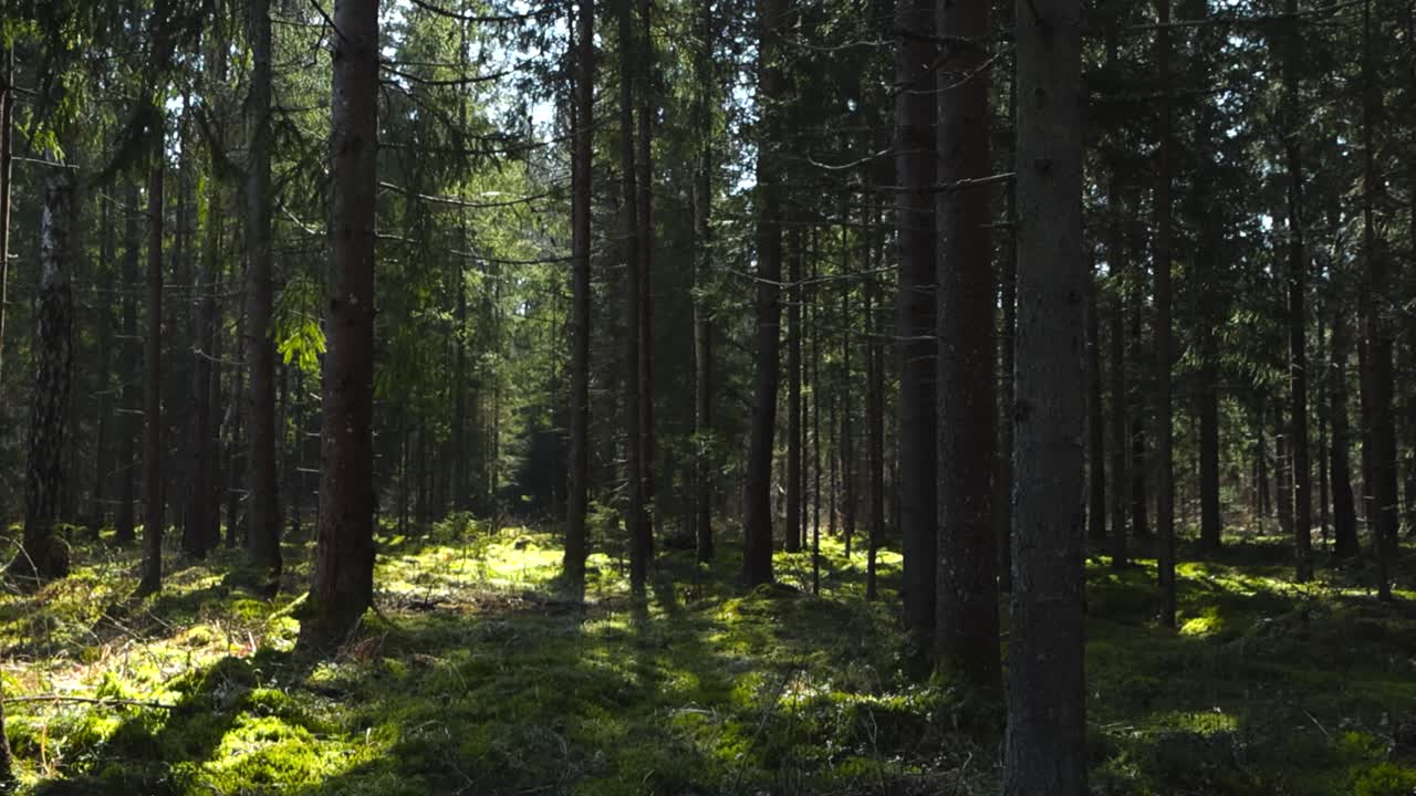 Friedlicher, moosbedeckter Kiefernwald mit Sonnenstrahlen und sich bewegenden Schatten, die eine magische, ruhige Waldatmosphäre schaffen