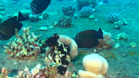 two rabbitfish swimming over reef with hard corals
