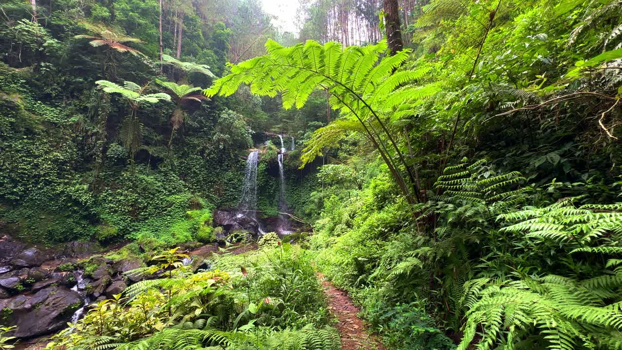 cascada natural gemela en el bosque con hierba verde y vegetación de helechos en primer plano