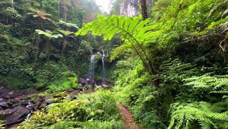 natural twin waterfall on the forest with green grass and fern vegetation on foreground