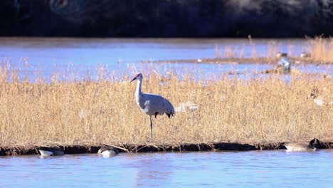 Reiher-Mit-Enten-In-Albuquerque,-New-Mexico