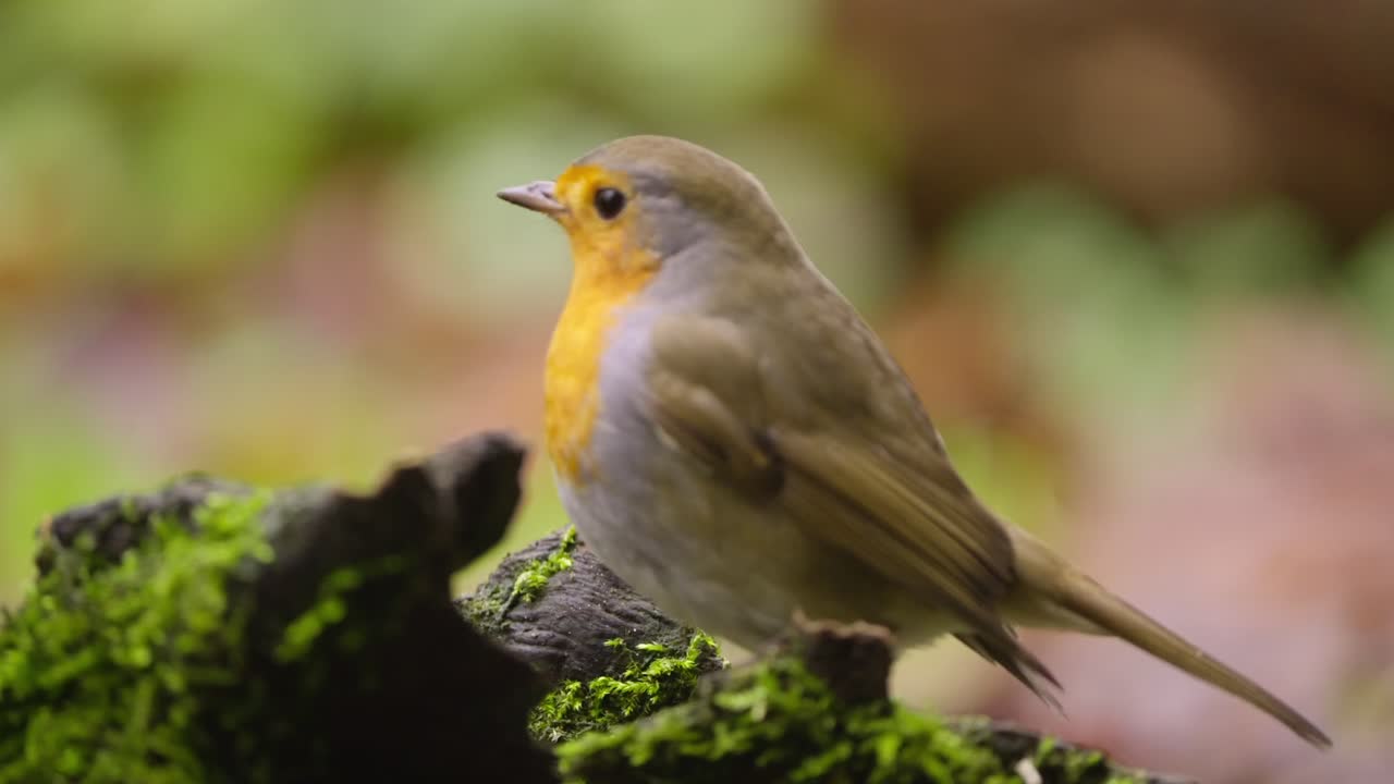 Slow motion robin perched on thin branch in green Dutch forest habitat