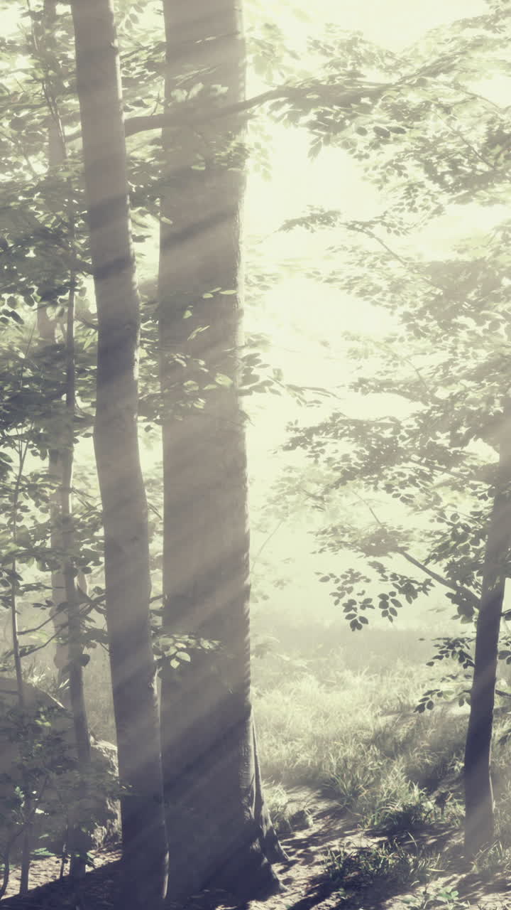 안개 숲을 가로질러 빛나는 빛