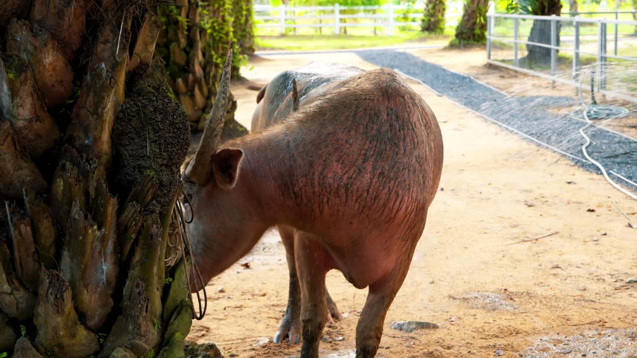 Slow motion close-up of a rare and beautiful pink albino water buffalo enjoying a cool shower, with water droplets splashing off its hide as it's being washed at a tropical farm on a sunny day
