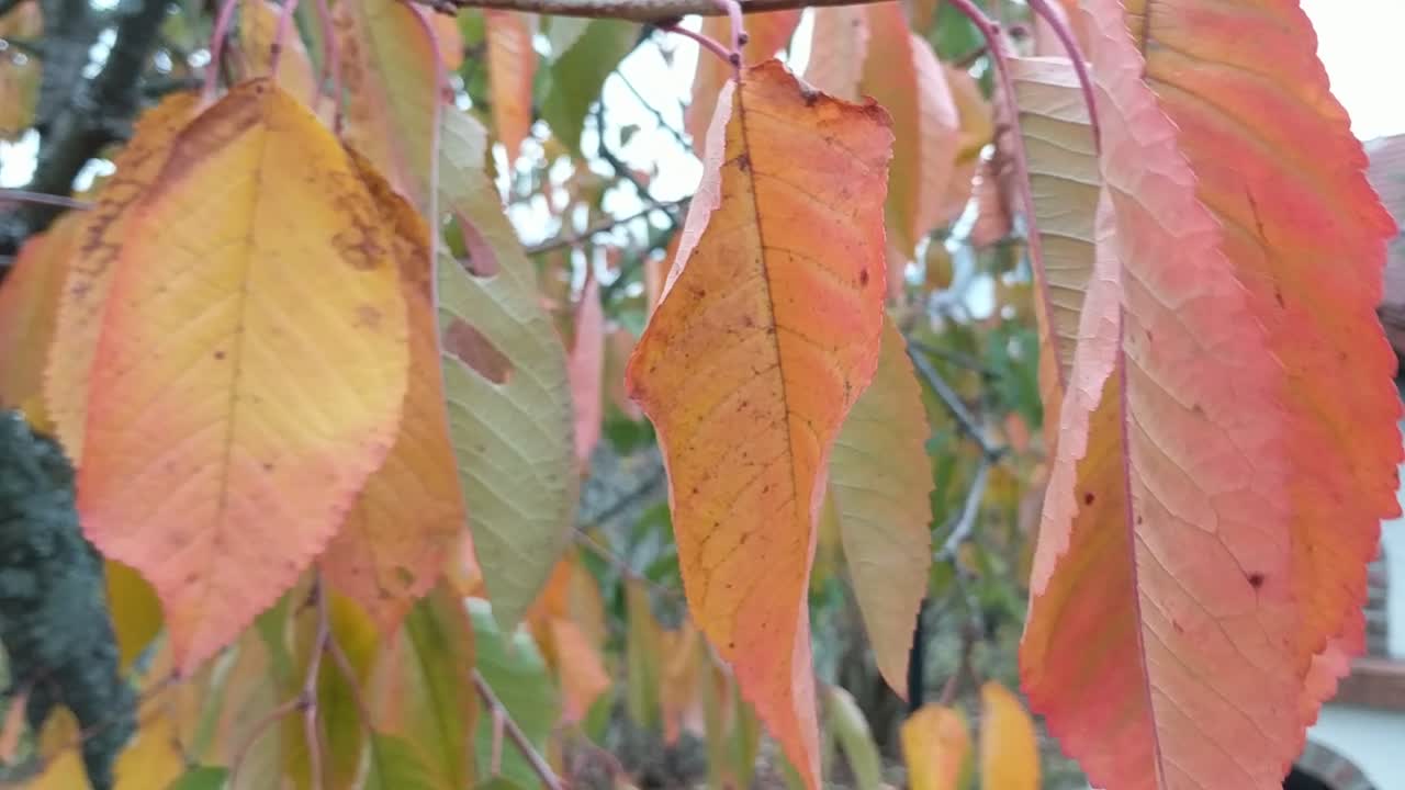 Foglie autunnali gialle su un albero mosse dal vento.