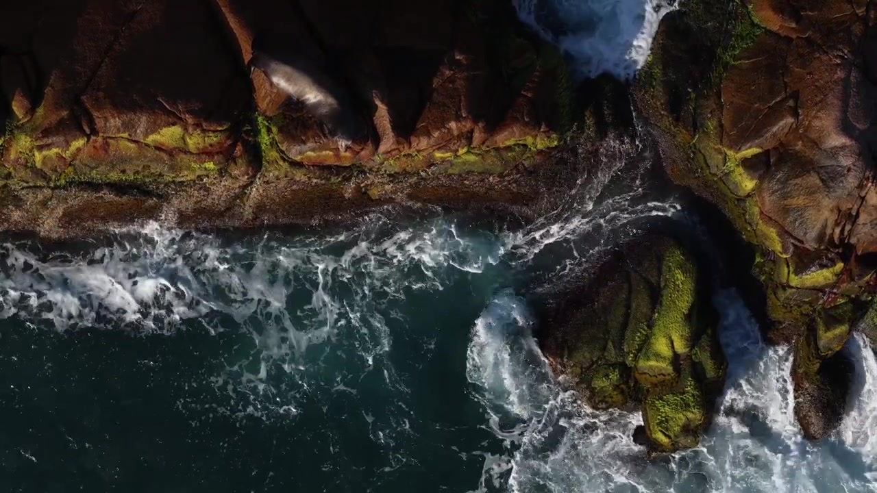 Vista aerea di un leone marino che riposa sulle rocce all'Isla San Jose, Mare di Cortez, Messico