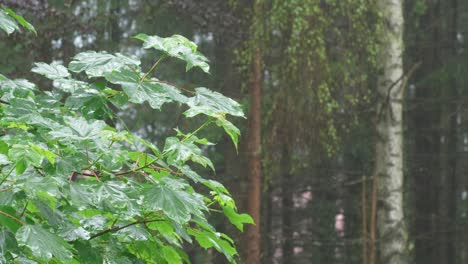 bushy young maple gets wet in the rain