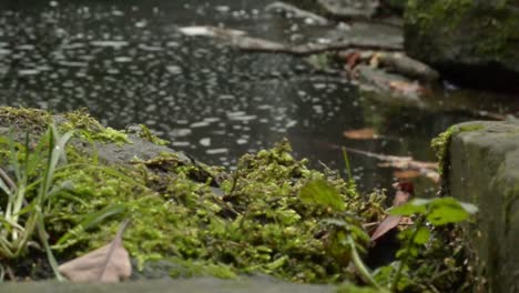 Lush-green-foliage-grows-by-stream