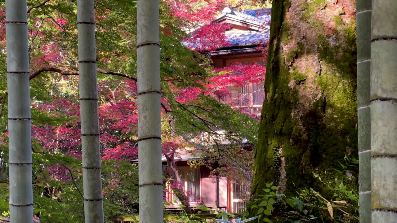 아름다운 그림자를 가진 대나무와 함께 가을 색의 놀라운 영화 풍경