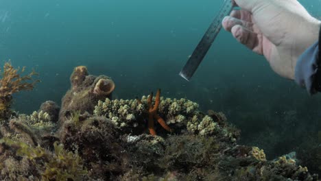 investigación científica ciudadana marina medición subacuática y recopilación de datos sobre estrellas de mar en el océano