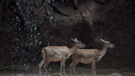 Primer-Plano-Que-Muestra-Un-Par-De-Jóvenes-Ciervos-Descansando-En-Una-Cueva-Junto-A-La-Cascada-Durante-El-Día