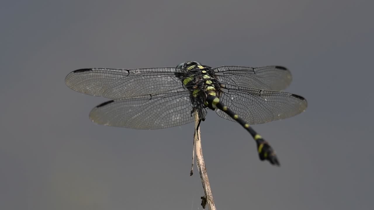 la libélula de cola de brida común se ve comúnmente en tailandia y asia