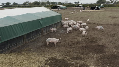 cute pink pigs running through a muddy field with straw and housing
