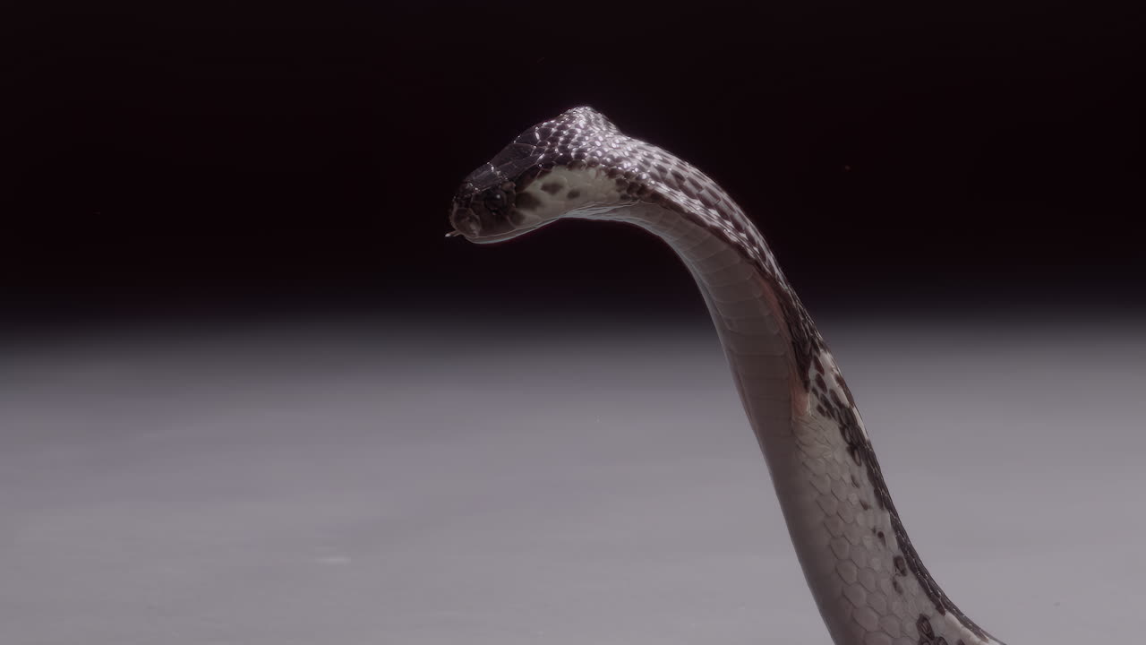 cobra en cámara lenta escupiendo veneno documental de la naturaleza