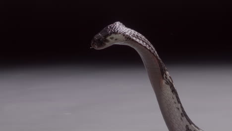 slow motion cobra spitting venom nature documentary