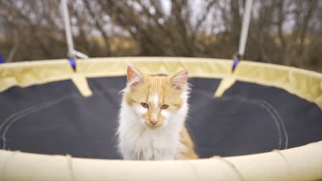 Gatito-En-El-Patio-De-Recreo-Lamiéndose