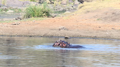 Hippopotamus-female-trying-to-bite-of-two-males-in-the-water