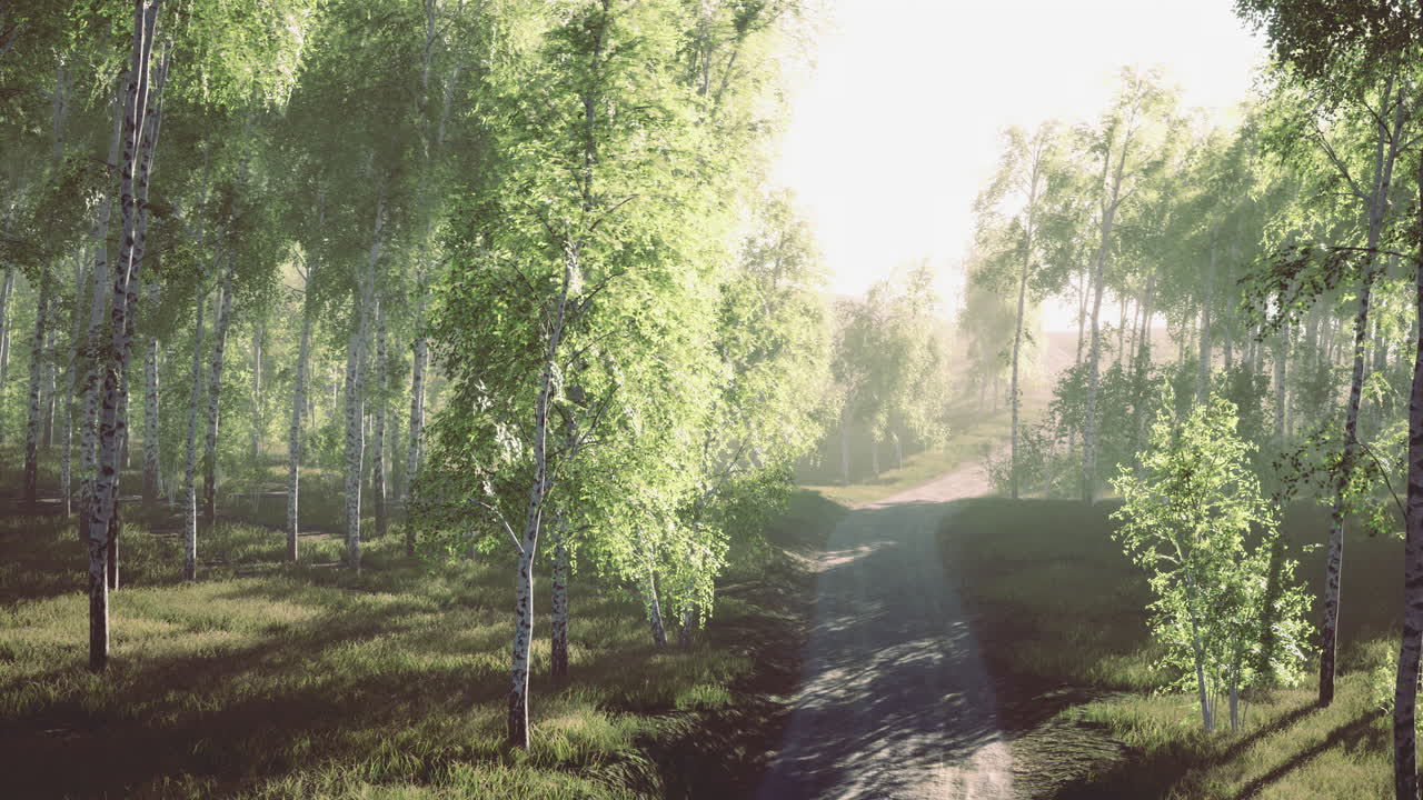 Lush green forest path inviting exploration on a sunlit morning