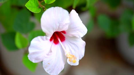 flor griega roja y blanca en cámara lenta