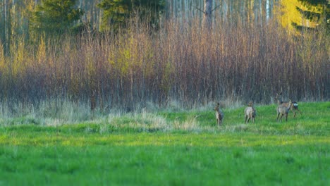 group of wild european roe deer eating in a green meadow, sunny spring evening, golden hour, medium shot from a distance