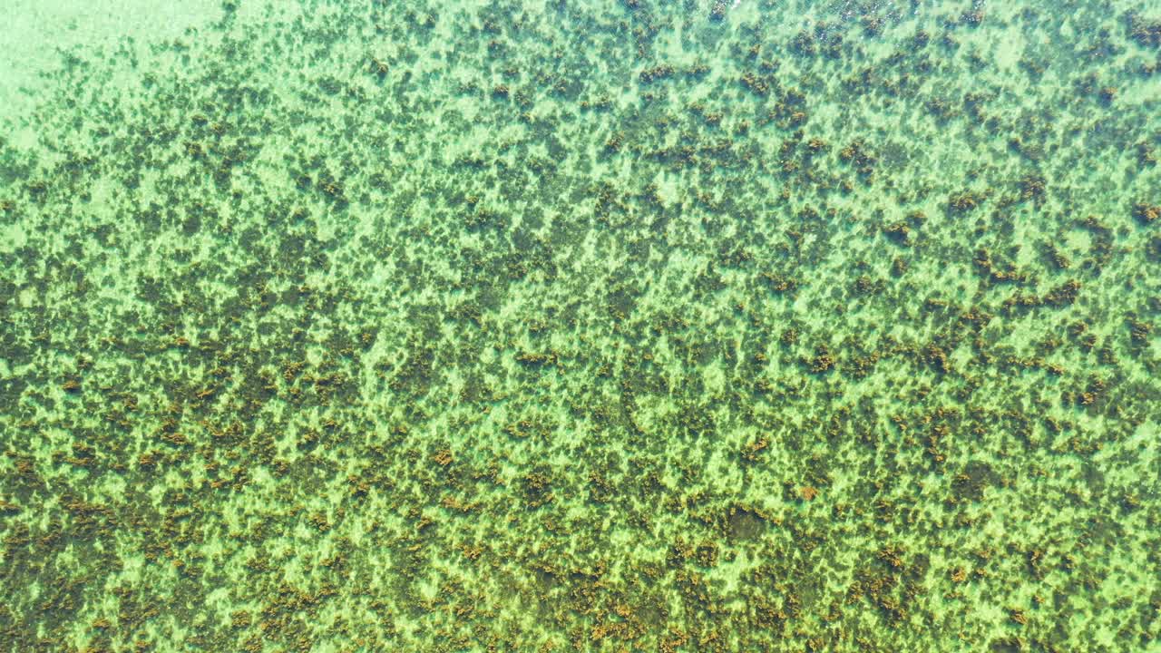 호주 얕은 석호의 맑은 물 아래 해저의 하얀 모래에서 자라는 산호초의 아름다운 추상 바다 질감