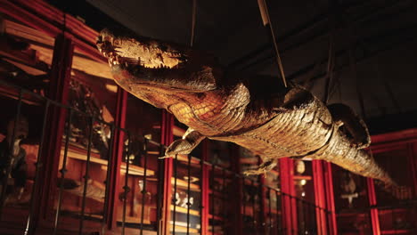 preserved crocodile display in a museum