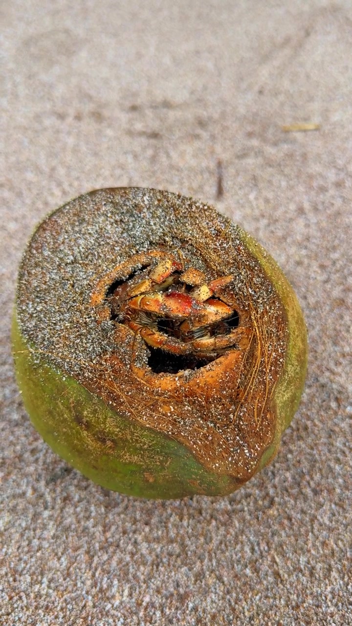 Hermit Crab Curled Inside Coconut Husk Top View. Top-down view of hermit crab curled inside hollowed green coconut husk on sandy beach, claws visible, coarse sand texture, Costa Rica