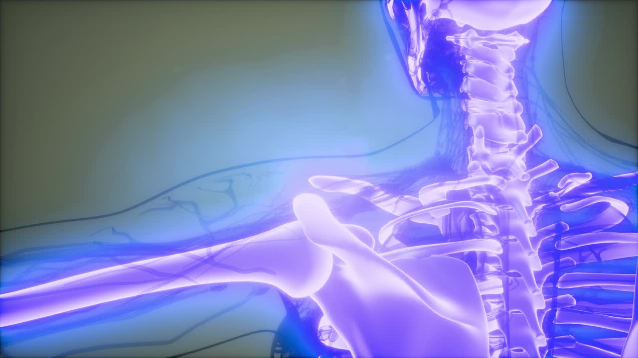 cuerpo humano transparente con huesos visibles