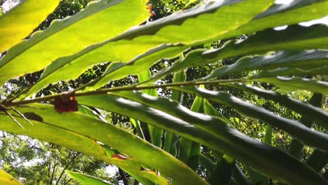 Slow-Motion-Tracking-Shot-Through-Large-Forest-Leaves-with-Canopy-in-Background-at-Munnar,-Idukki,-Kerala,-India