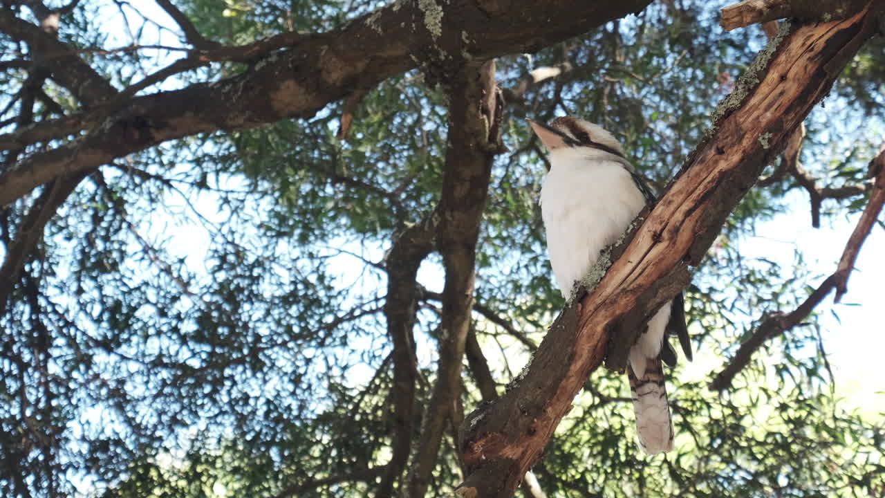 Zoom in shot of tropical kookaburra bird sitting on tree perch during sunlight and blue sky in background.