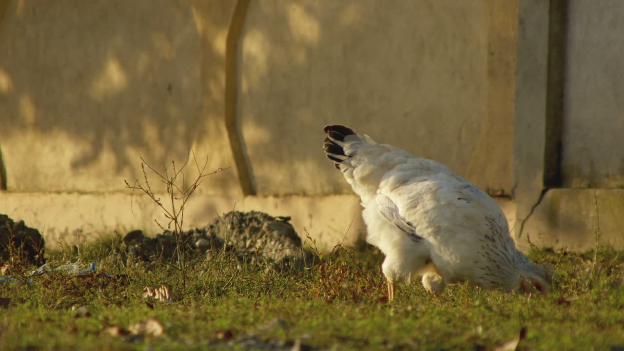 황금빛 저녁 태양 아래에서 먹이를 찾는 닭