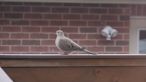 Taubenküken-Ruht-Sich-Am-Sommerabend-Auf-Dem-Balkon-Aus