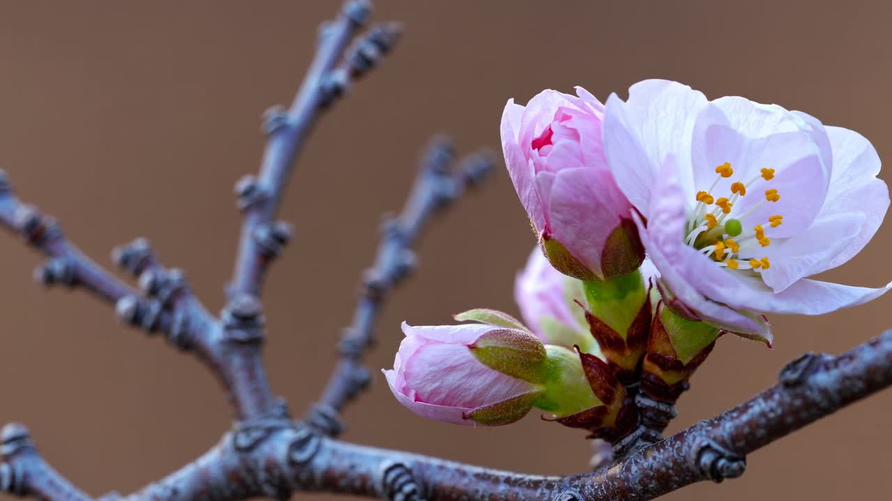 Close-up video of delicate pink cherry blossoms on a branch, captured from a side angle