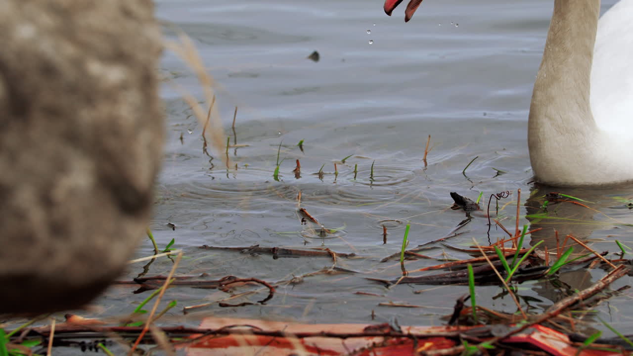 Slow motion shot of a swan swimming in a small body of water, cleaning itself and looking for food