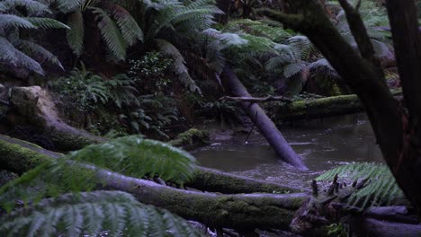 Corriente-De-Río-Turbio-A-Través-De-Una-Selva-Tropical