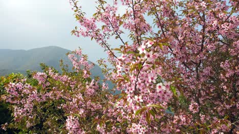 粉紅色樱桃花的美麗在樹上吹在風中