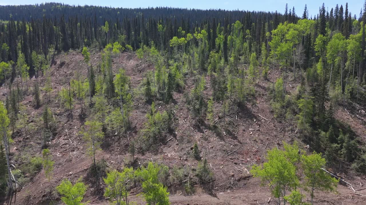 Drone footage of deforestation in the Canadian forest
