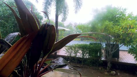 heavy tropical rain shower in koh phangan, thailand, with lush greenery and palm trees getting soaked.