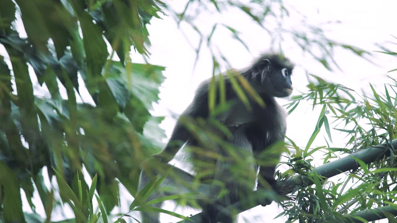 una familia de mono de hoja plateada o lutung plateado en una vida silvestre