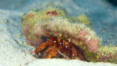 Pequeño-Cangrejo-Escondido-En-El-Fondo-Arenoso-Del-Mar