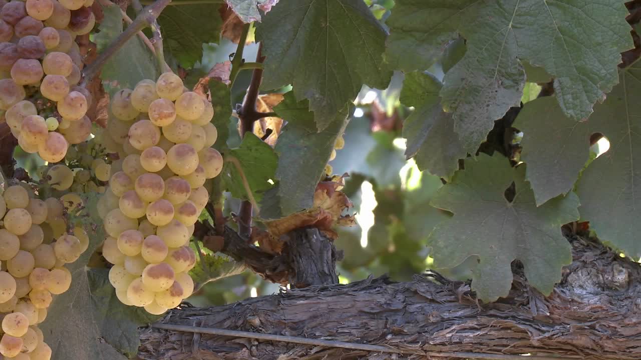 pan vertical de uvas de vino en un viñedo del valle de salinas monterey county california